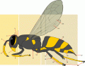 Insecta: Apocrita: Basic Morphology of a Female Wasp