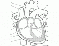 The Cardio Vascular System