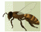 Insecta:  Anthophila: Basic Morphology of a Female Honey Bee