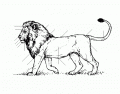 Panthera: Anatomy of a Lion