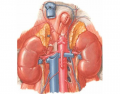 Arteries and veins of the retroperitoneal space