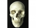 Anterior view of Skull