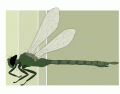 Insecta: Anisoptera: Morphology of a Dragonfly