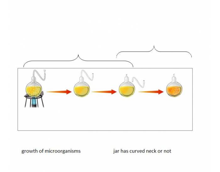 louis pasteur experiment worksheet