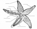 Starfish Anatomy