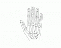 ASV Bones 6: Hand Bones  (Palmar View)