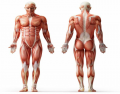 Body Superfial muscles
