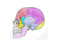 Skull Bones Lateral View