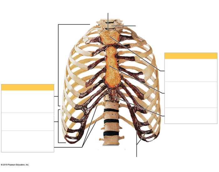 Parts of the Ribs — Printable Worksheet