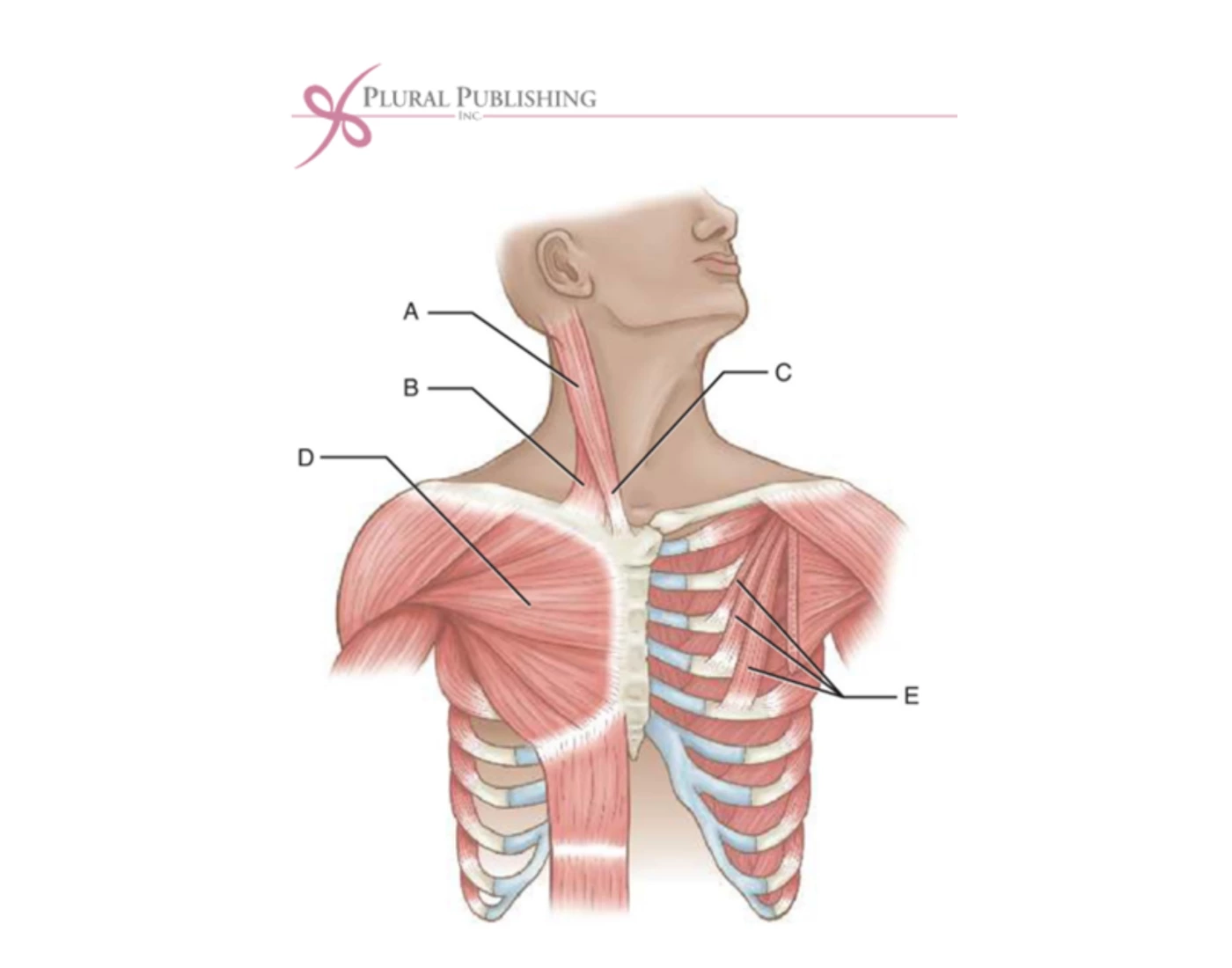 Extra Accessory Muscle Accessory Muscles for Inspiration — Printable Worksheet