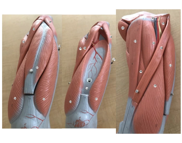Lower Extermity Lab Model anatomy lab- muscles of lower extremity 4 Quiz