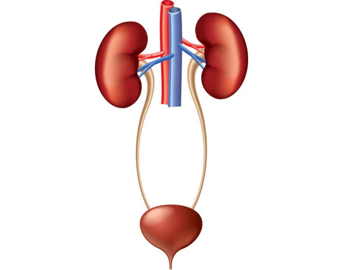 Ch 41 Urinary System Quiz Printable Worksheet Ch 41 urinary system quiz printable worksheet