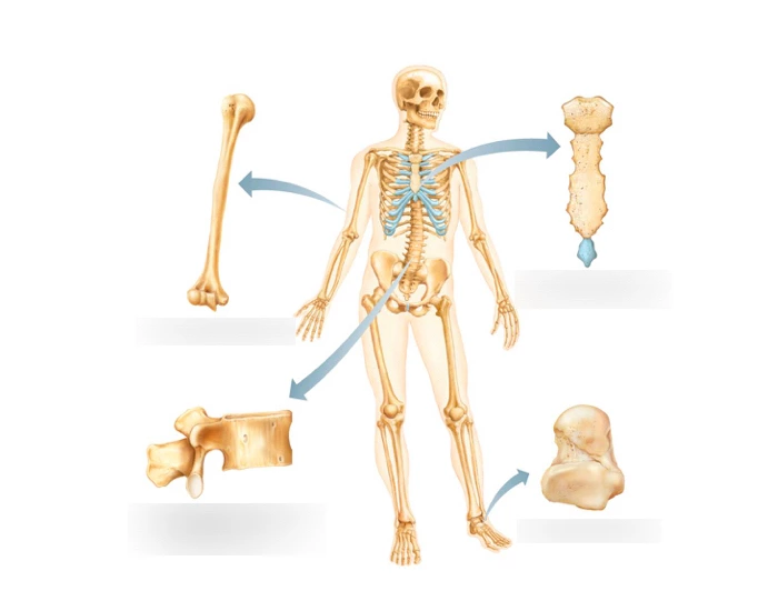Classification Bones — Printable Worksheet