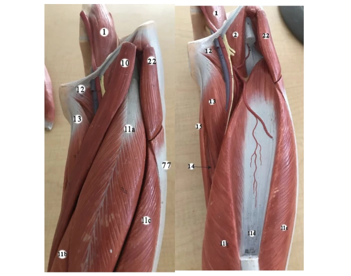 Lower Extermity Lab Model anatomy lab- muscles of lower extremity 1 Quiz