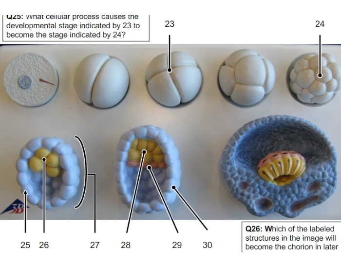 Embryo One Image Early structures of the embryo (1) — Printable Worksheet