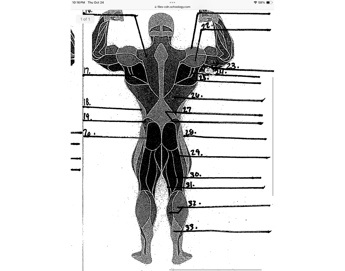 Posterior Diagram Quiz Posterior diagram quiz