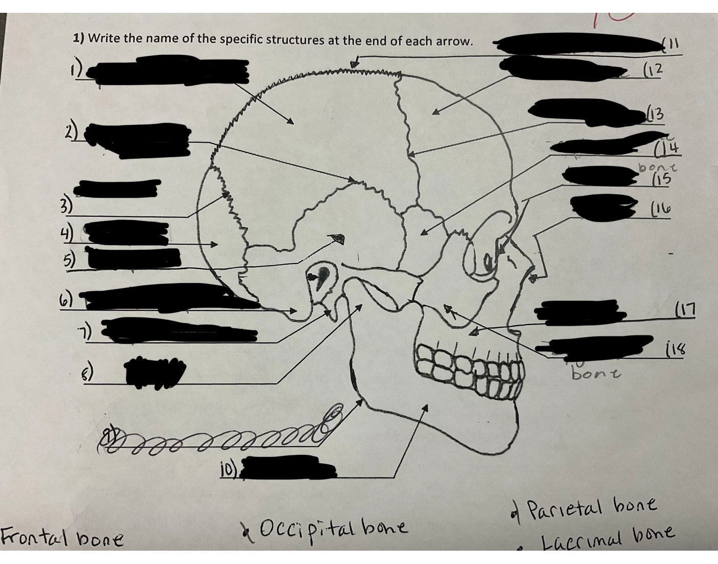 Human Skulll Quiz