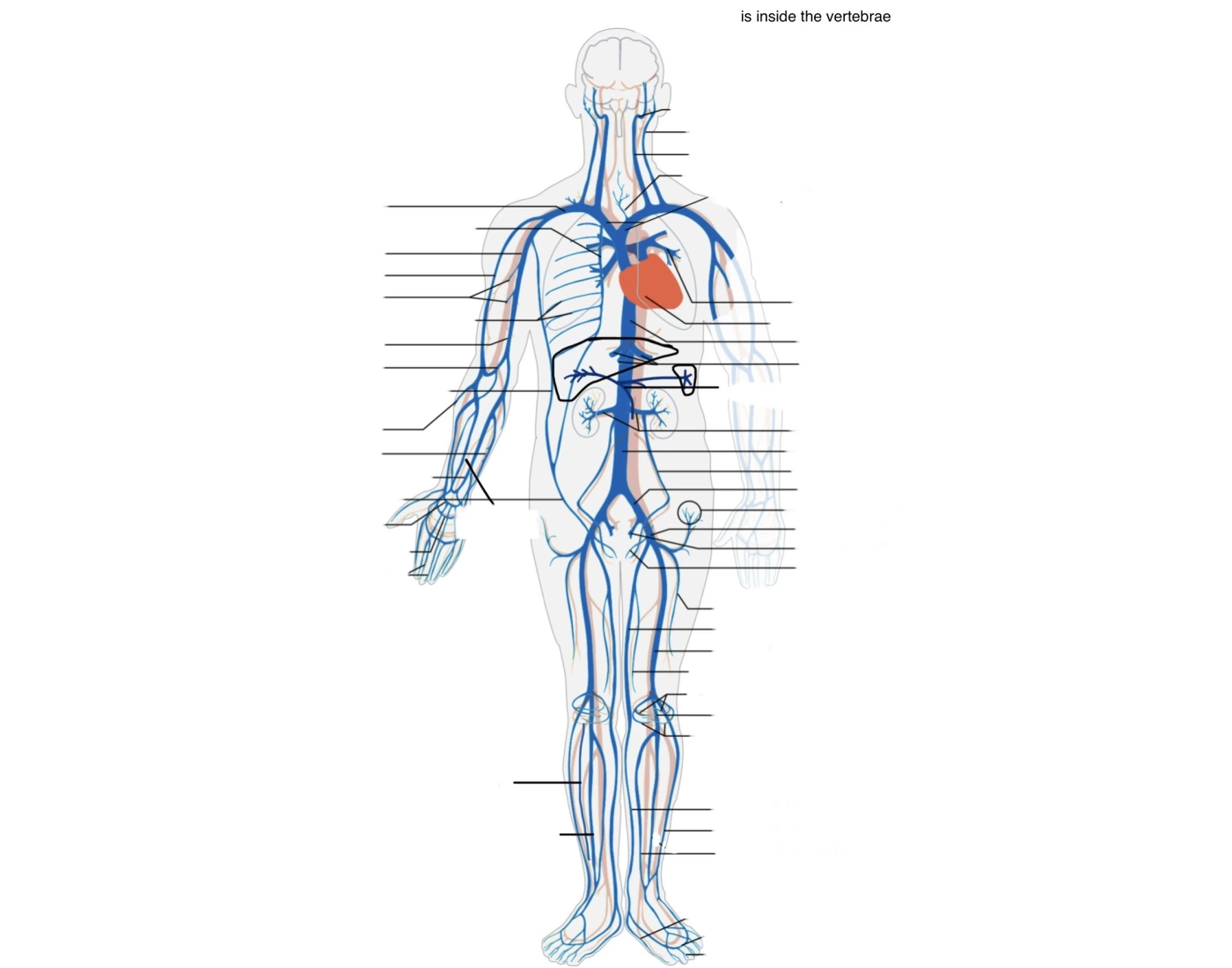 Vein Map — Printable Worksheet