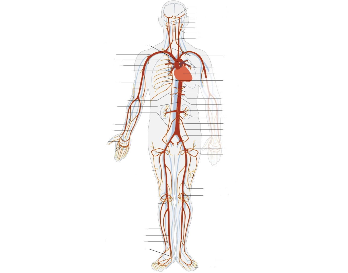 Artery Map Printable Worksheet