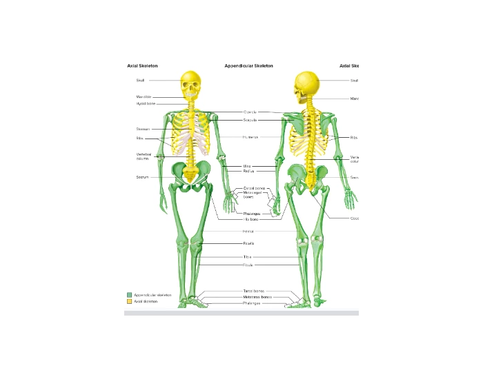 Axial And Appendicular Skeleton Printable Worksheet