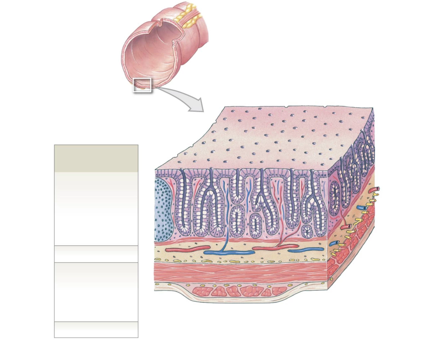 Printable Colon The Mucosa and Glands of the Colon — Printable Worksheet
