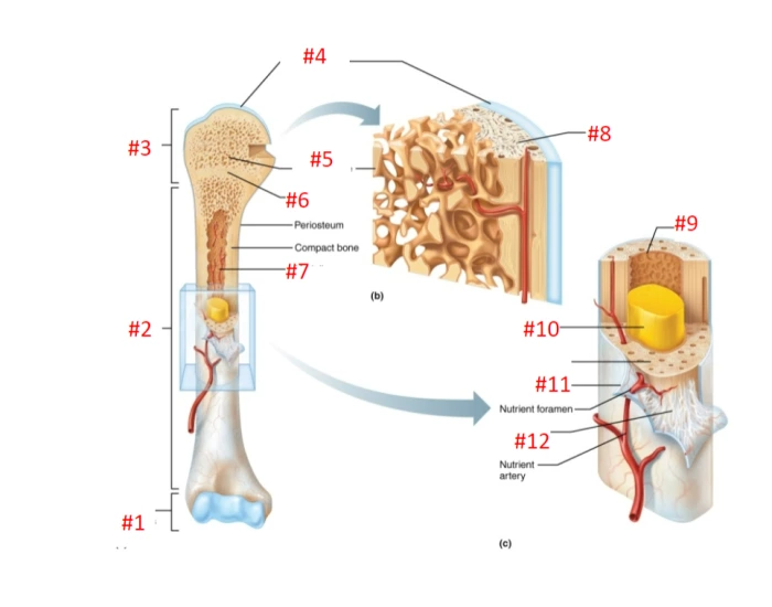 labeling bone interior Quiz