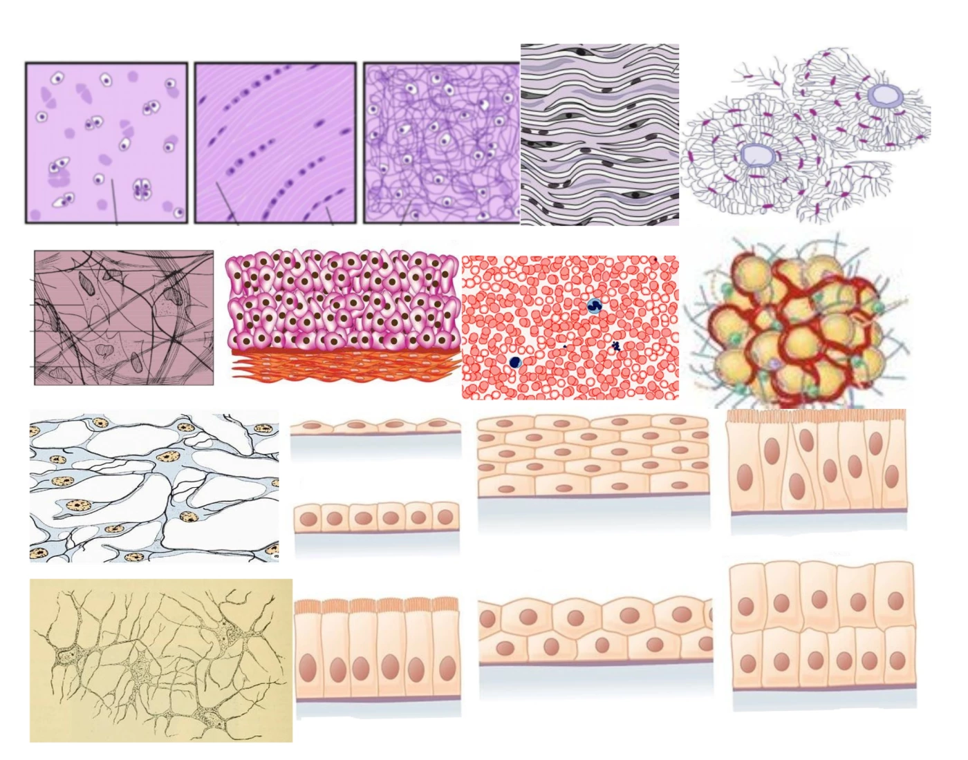 Tissue Types Model Tissue Types Models Sans Muscles Quiz