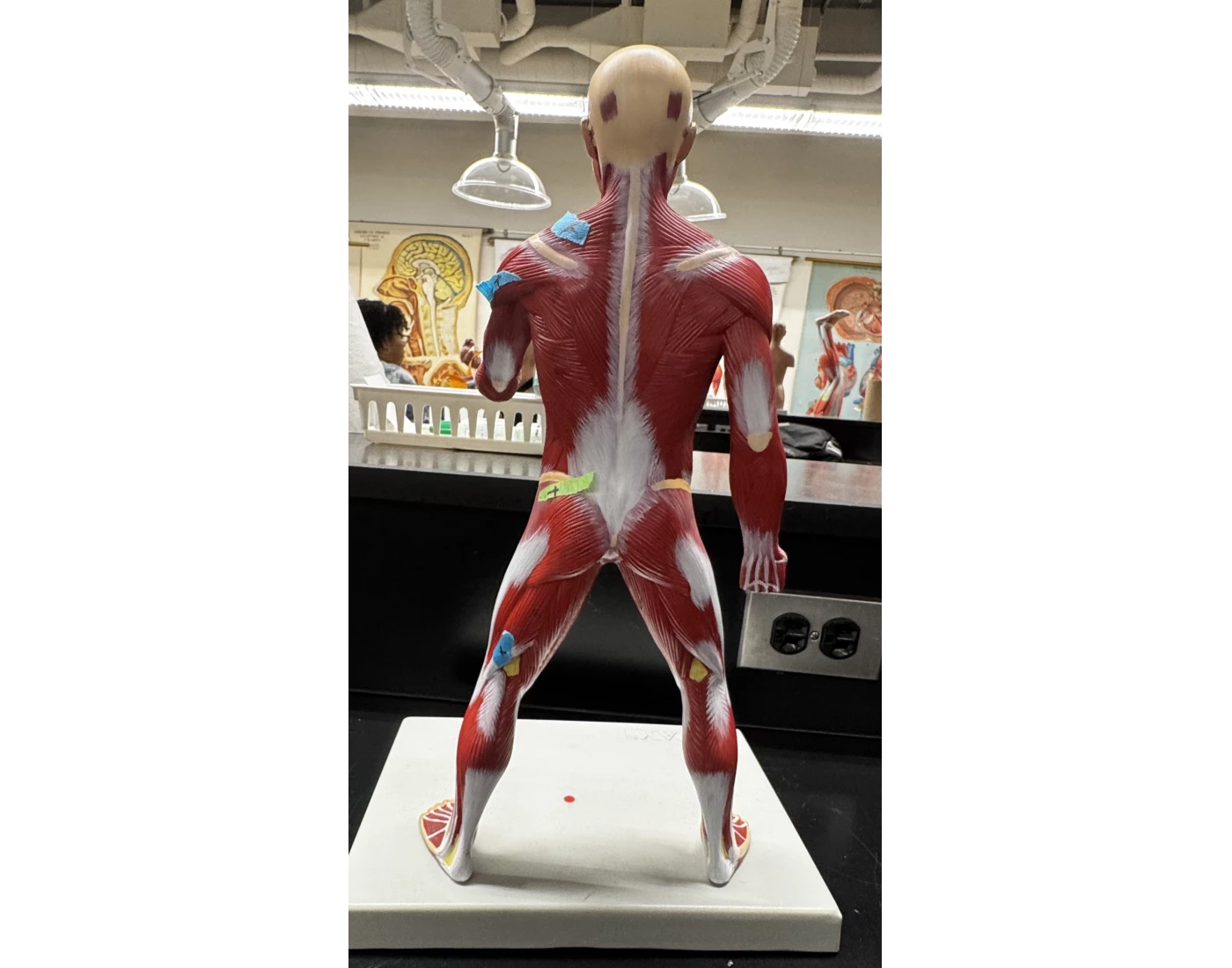 Active Muscle Model Muscular System Anatomy - Model (Post.) — Printable Worksheet