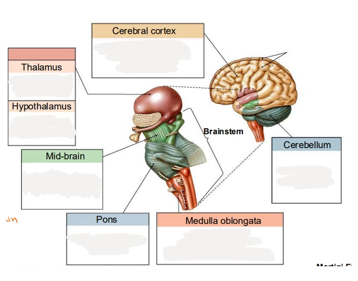 Brain Devition Division of the brain - functions Quiz