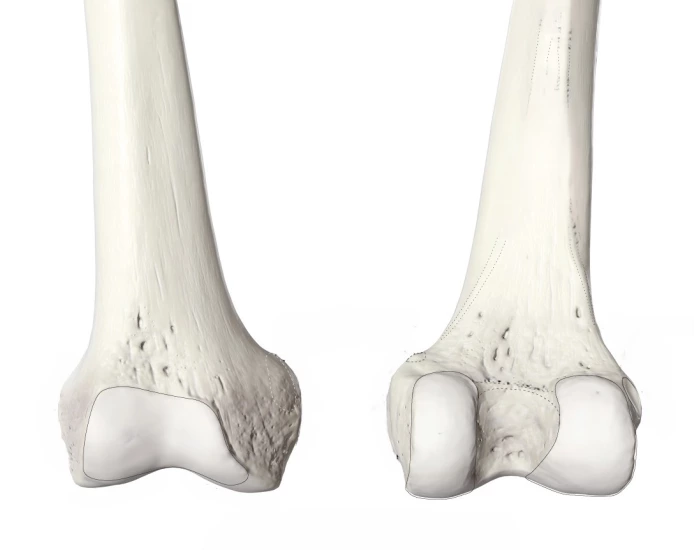 Distalis Femur distalis Quiz