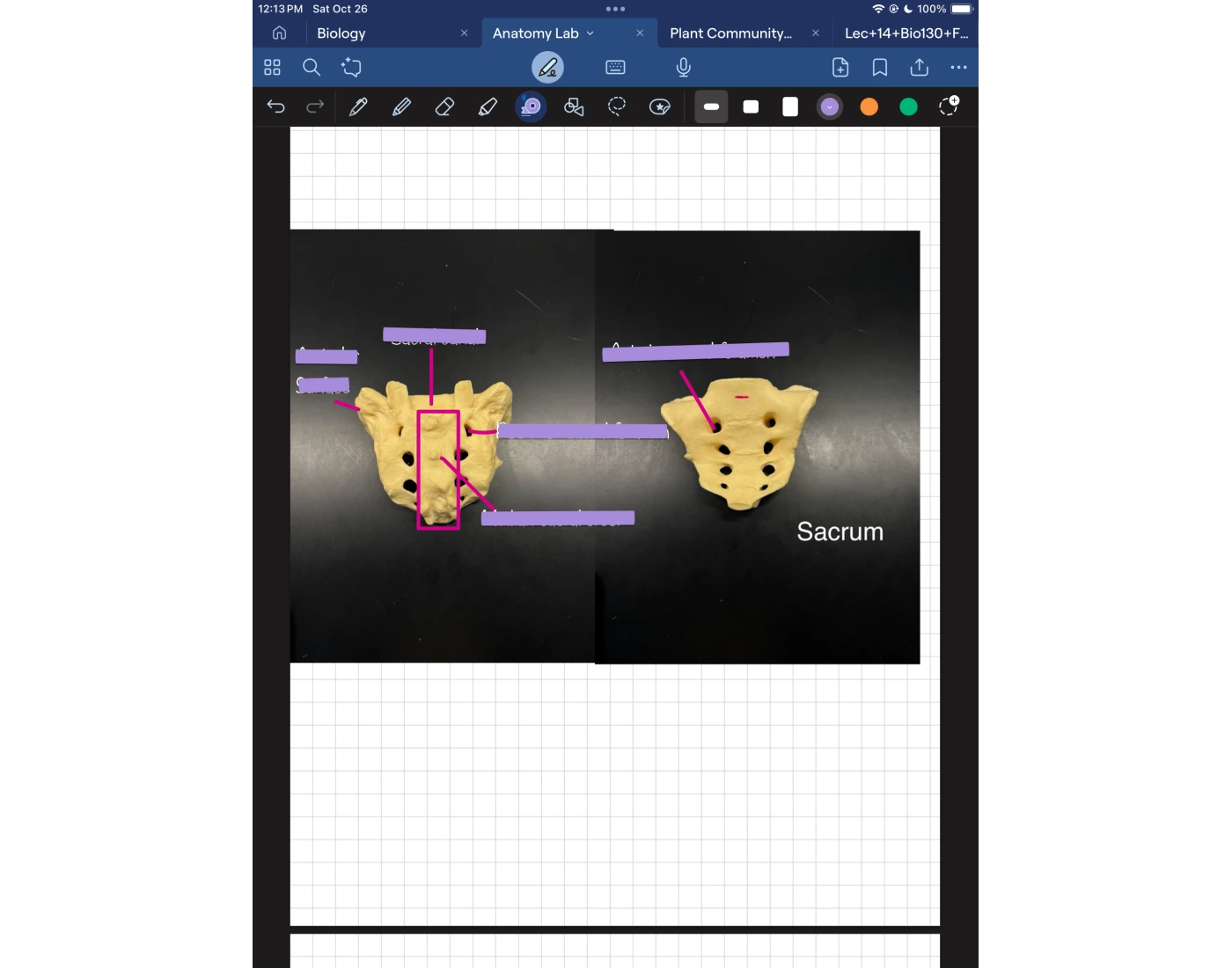 Label Sacrum Printable Worksheet