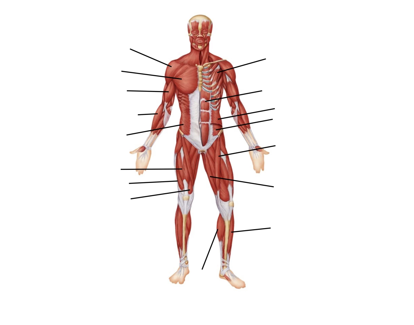 I Anatomical body position muscles Quiz
