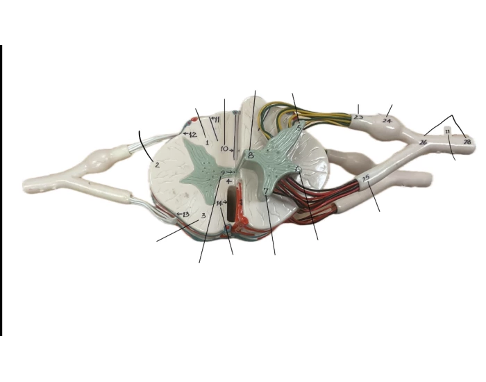 Transsection Spinal Chord Transsection Quiz