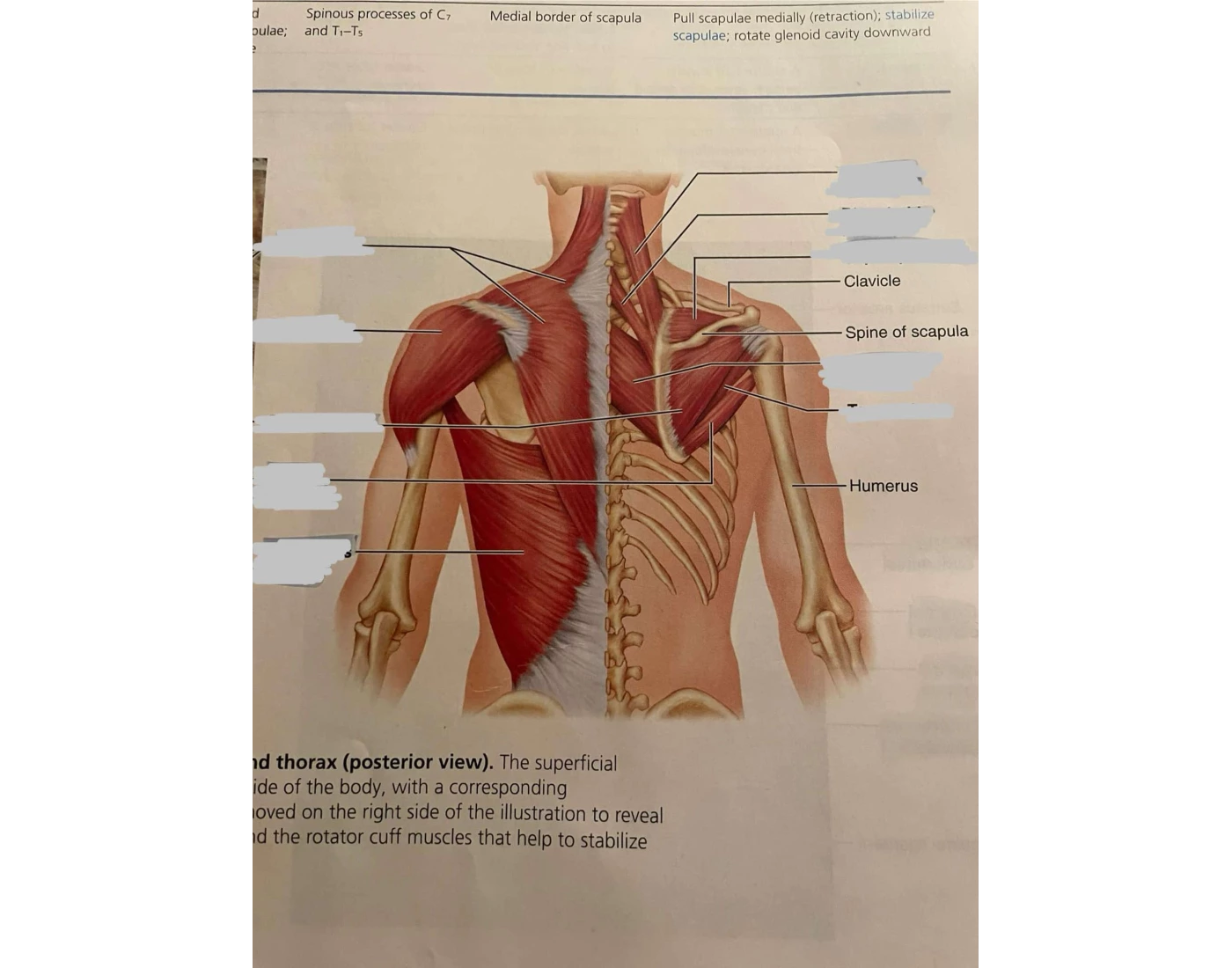 Printable Muscles Of Posterior Printable Muscles Of Posterior