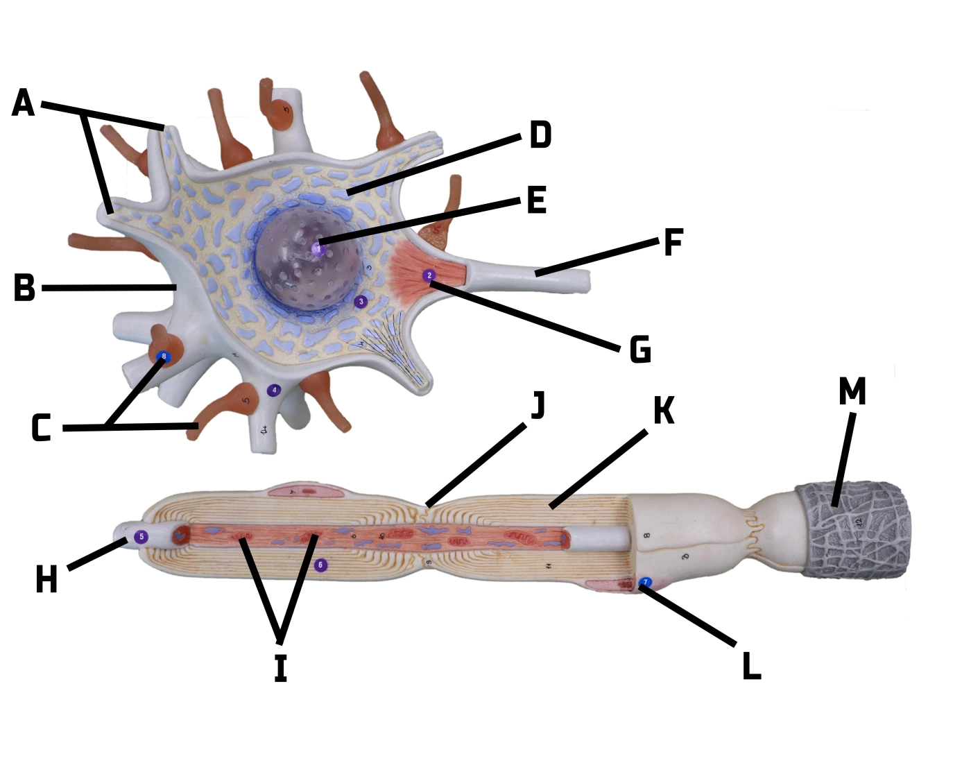 Neuron Model Matching — Printable Worksheet