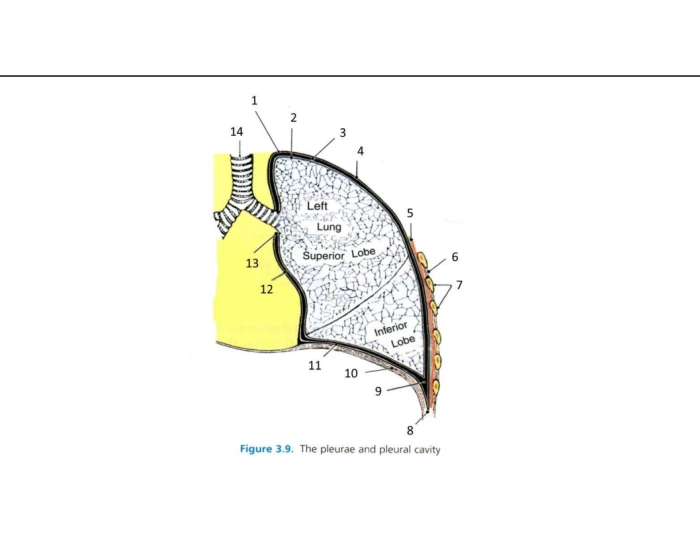Pleurae Pleurae and pleural cavity — Printable Worksheet