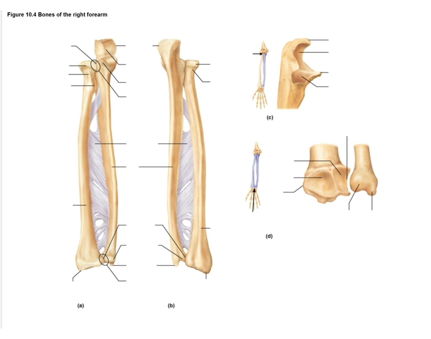 Radius With Labels Label the Ulna & Radius Quiz