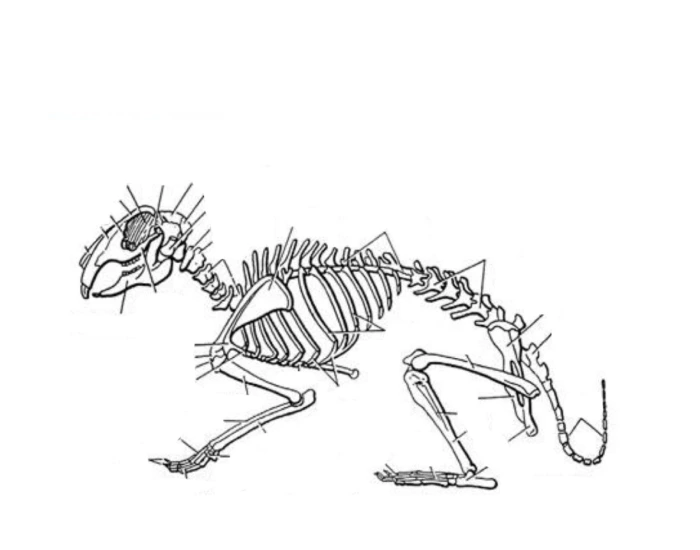 Skeletal anatomy rabbit — Printable Worksheet