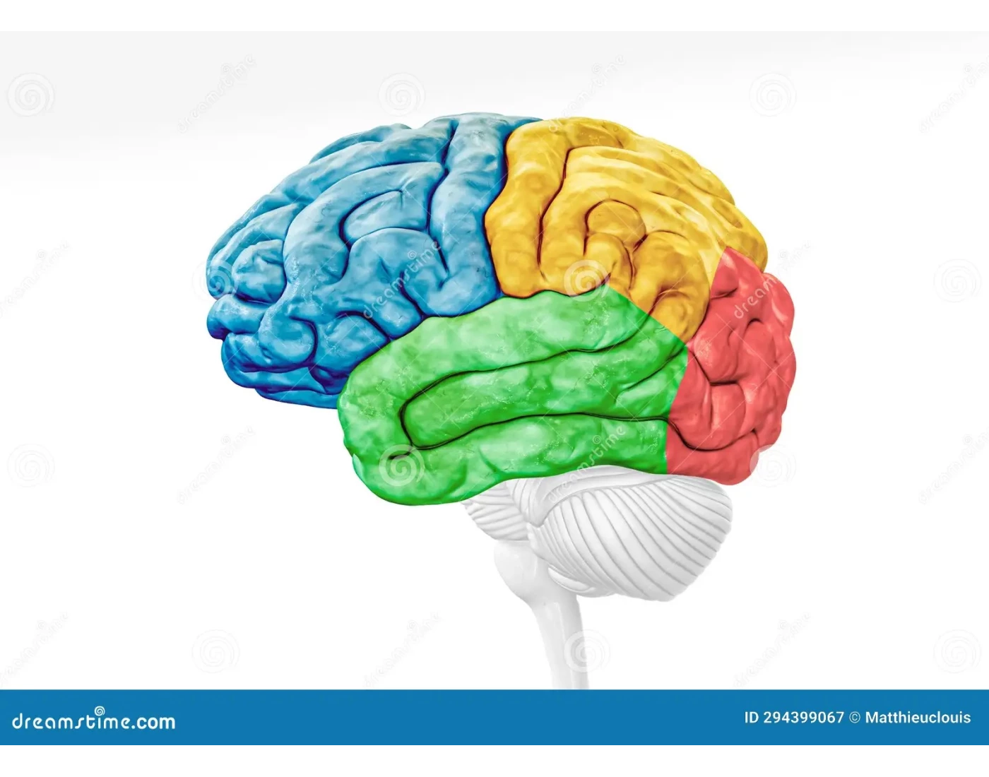 Cerebral Cortex Worksheet Cerebral cortex and Brain Stem — Printable Worksheet