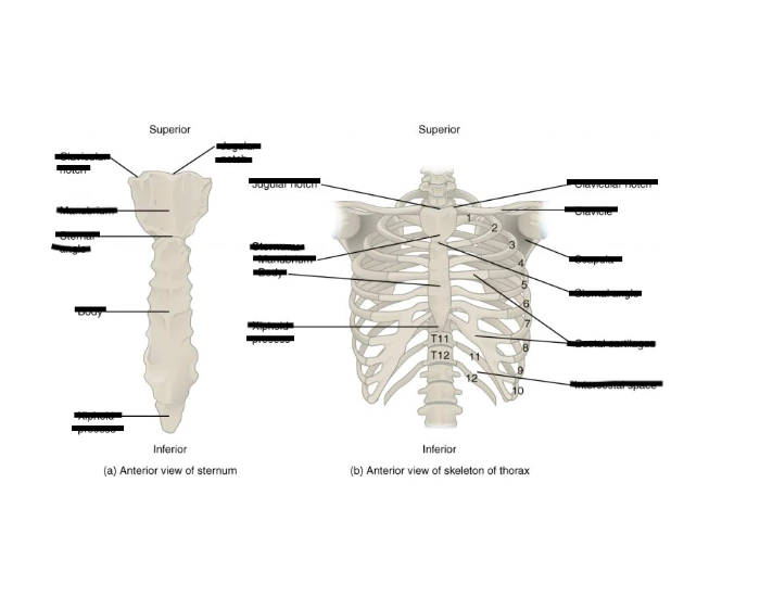 Label the Sternum and RIbs Quiz