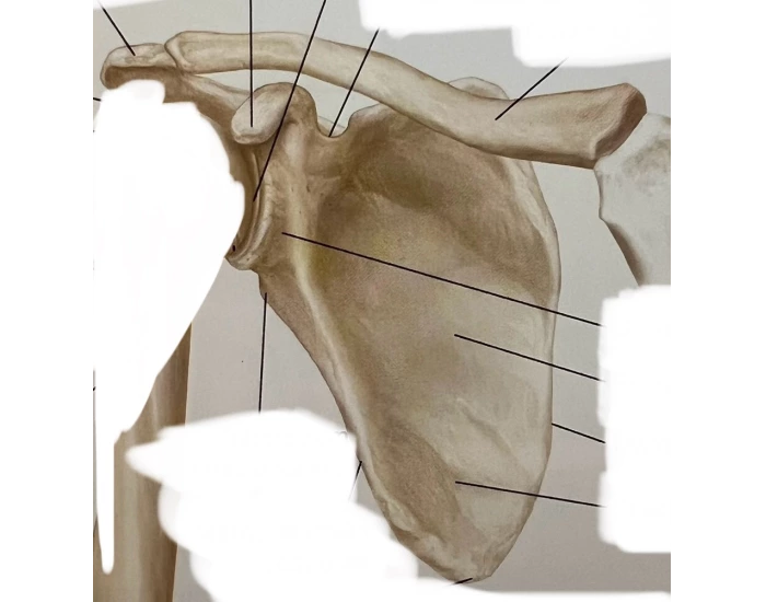 Scapula Infront Scapula front Quiz