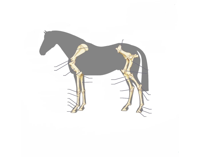 Horse Anatomy (Forelimbs) Quiz
