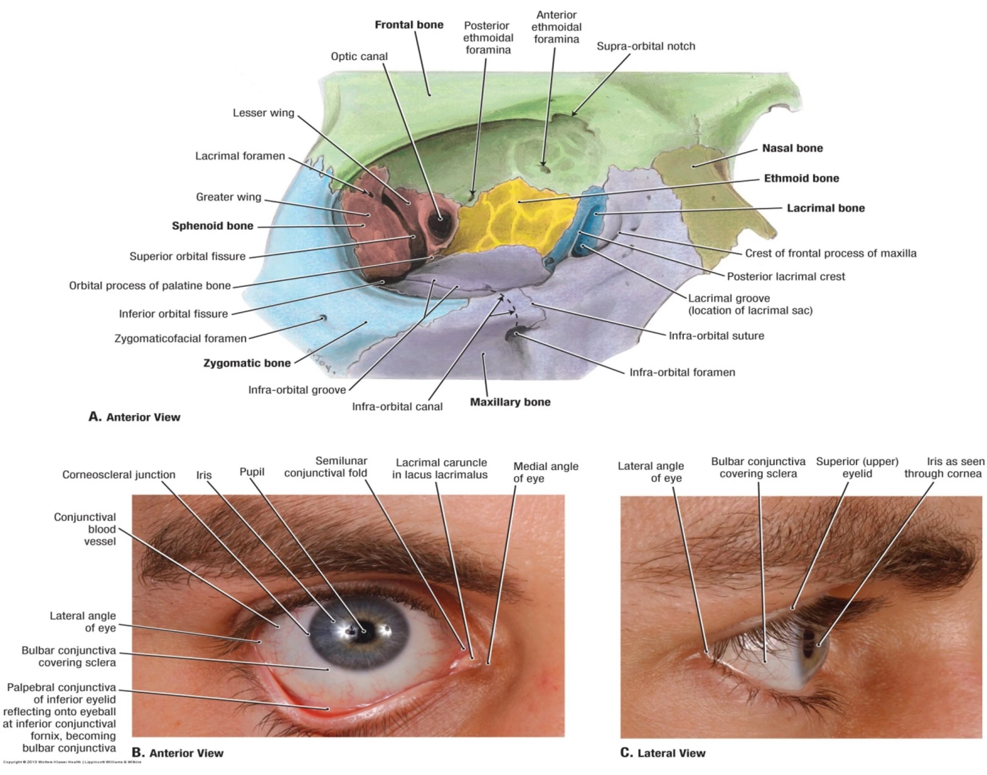 Eye Bones Quiz eye-bones-quiz