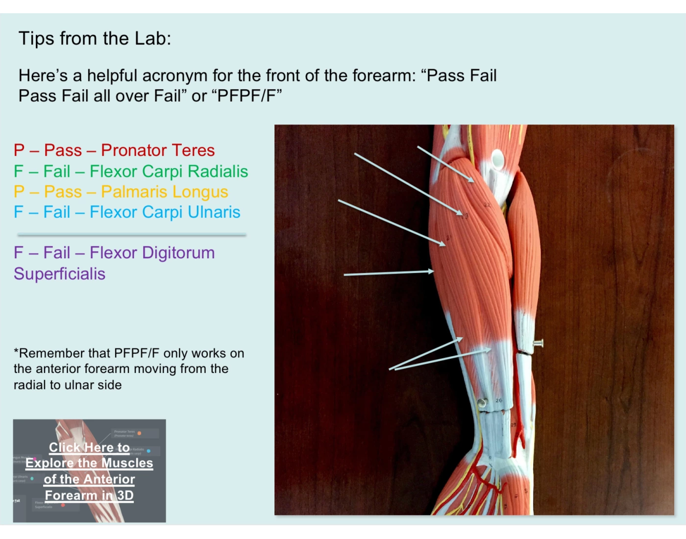 Pfpf Guide PFPF/F Quiz