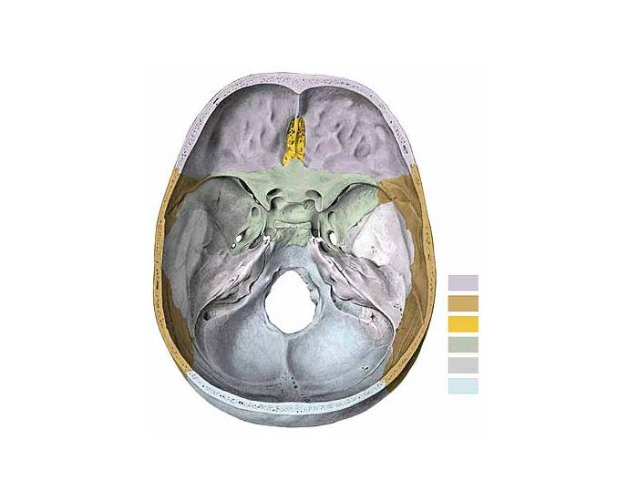 Anatomia da Base Interna do Crânio Quiz