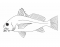 Jensen - Fish External Anatomy