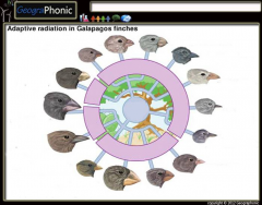Adaptive Radiation in Galapagos finches