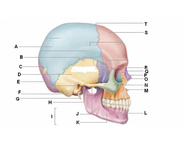 Skull: Anatomy, structure, bones, quizzes