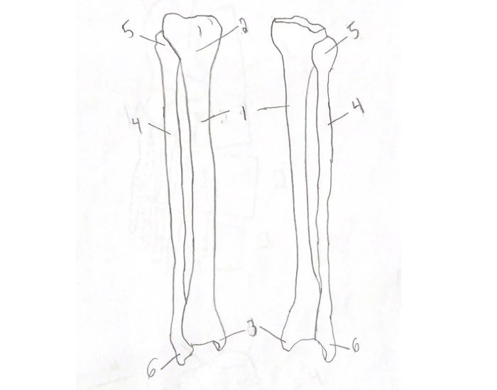 Tibia Fibia labeling Quiz