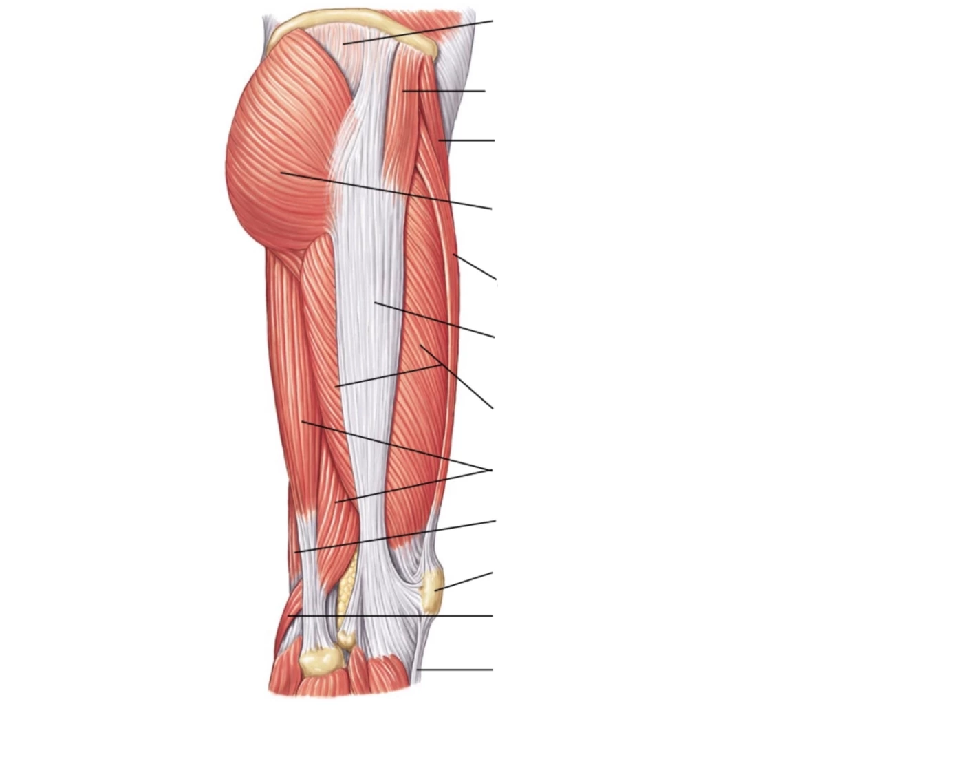 Lateral Rmuscle Lower Lateral Muscle Quiz